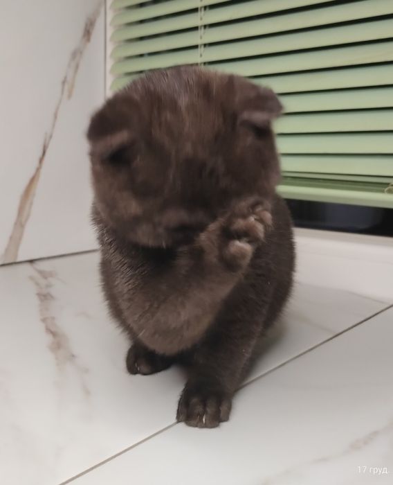 Чистокровна шотландська принцеса з ВАКЦИНАЦІЄЮ