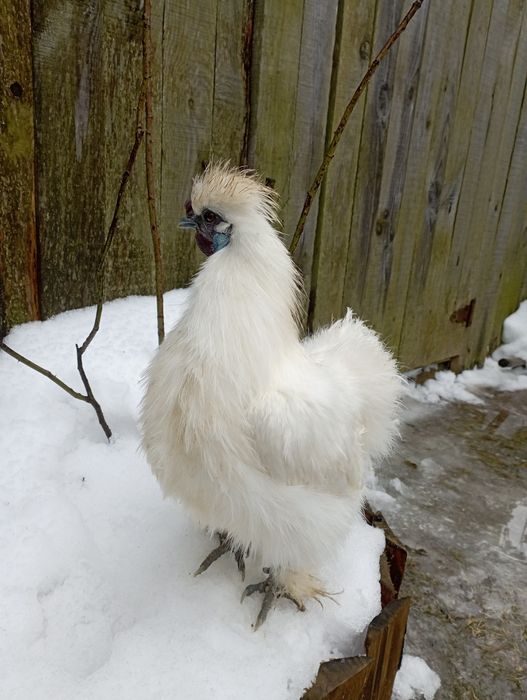 Китайські шовкові кури, півень