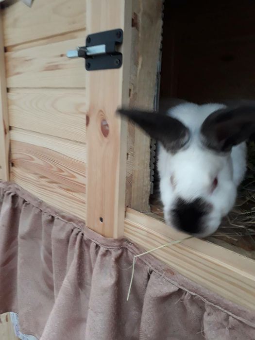 Продам кролики.Каліфорнія.