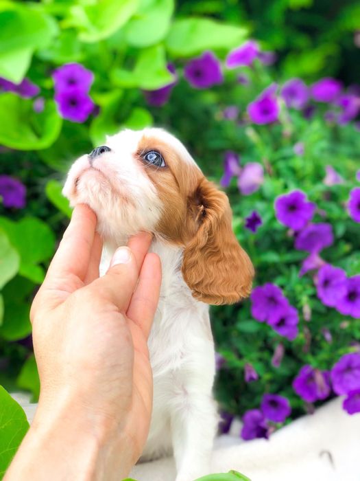 Cavalier King charles spaniel suczka przepiekna