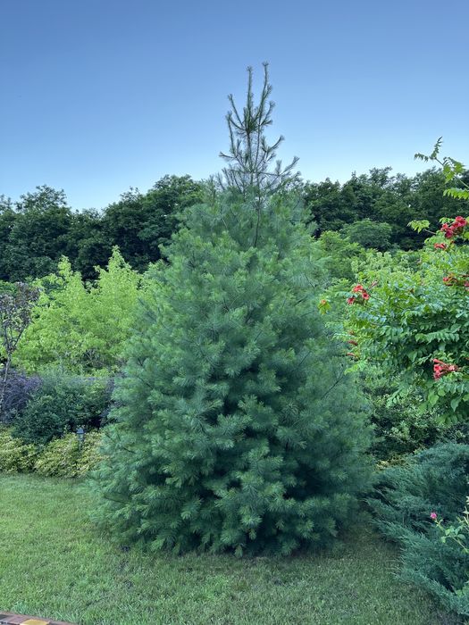 Будинок, с.Лука, поруч Білогородка, Бобриця, Музиці