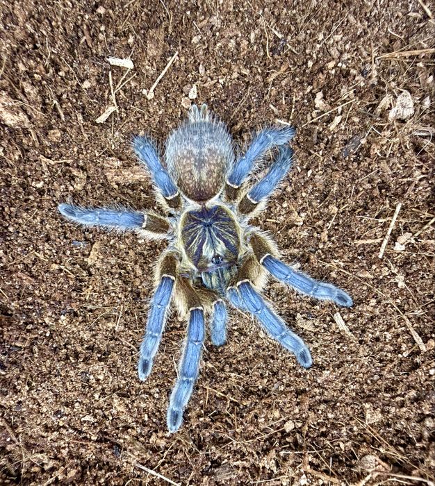 Samce/Samice/maluchy