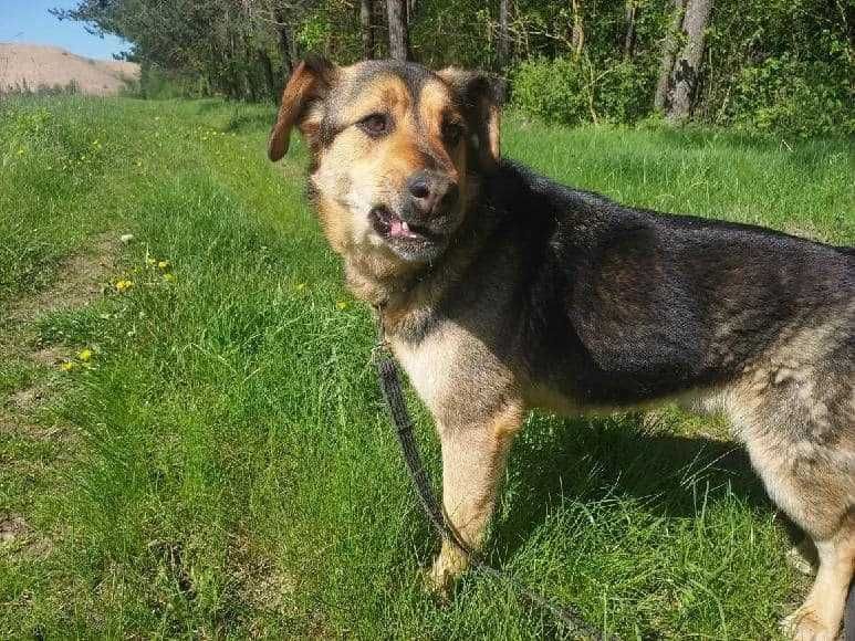 Bas-Baryton - pies nadzwyczajny w schronisku bez wolontariatu