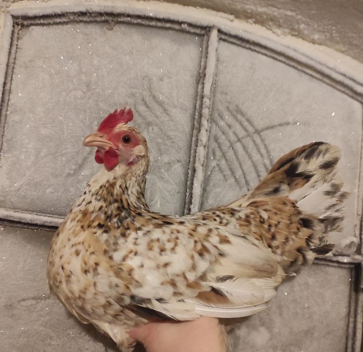 Jaja legowe Liliputek