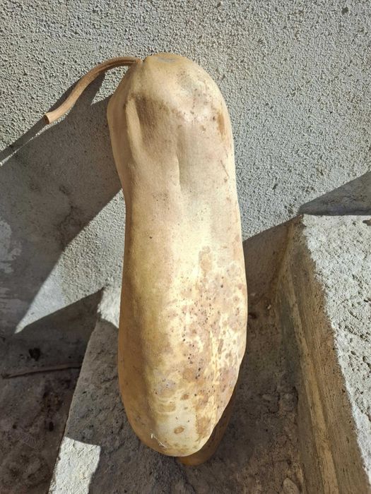 Cabaça muito bonita