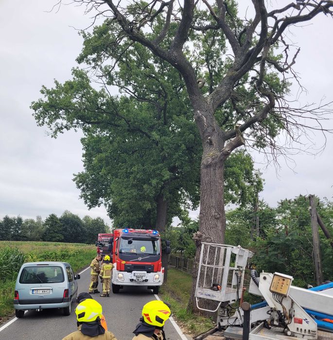 Wycinka Trudnych drzew , karczowanie działek , zrębkowanie gałęzi .