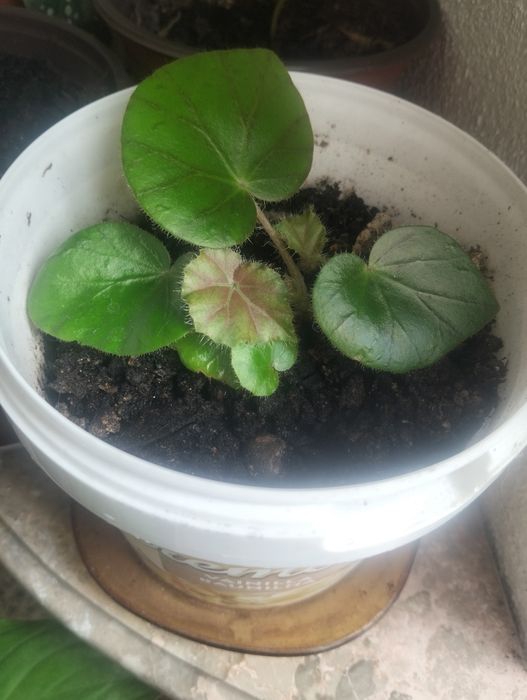 Planta Begónia..