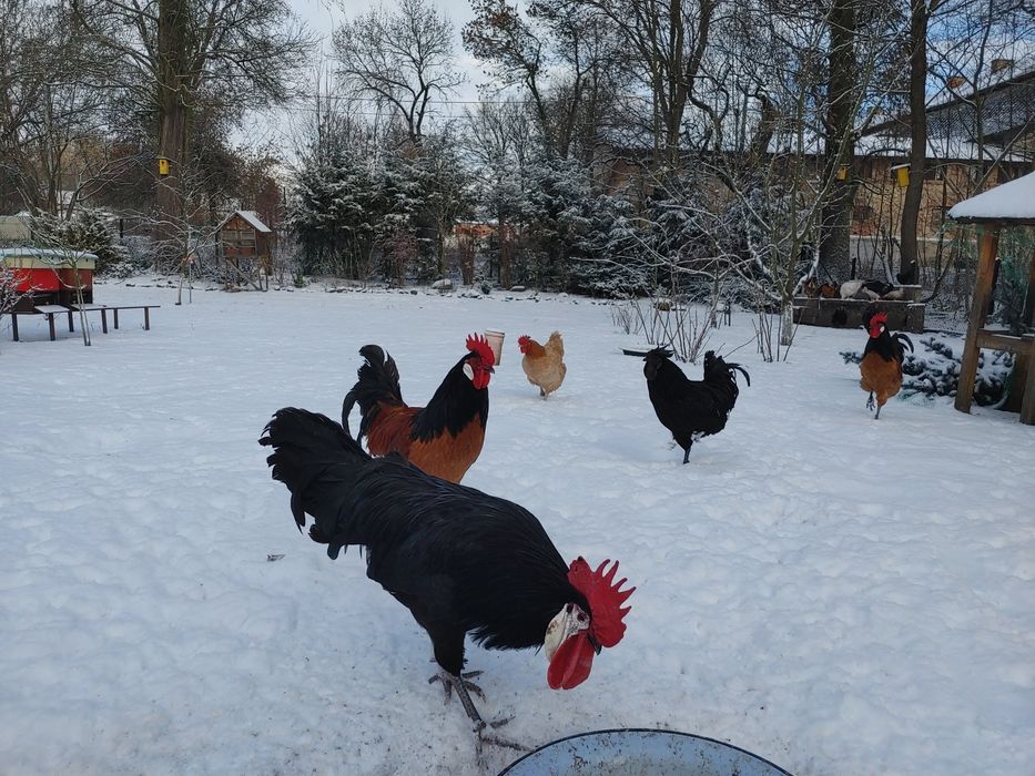 Koguty ayam cemani wloszka