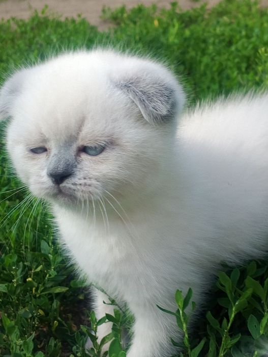 Шотландський блюпоинд вязка
