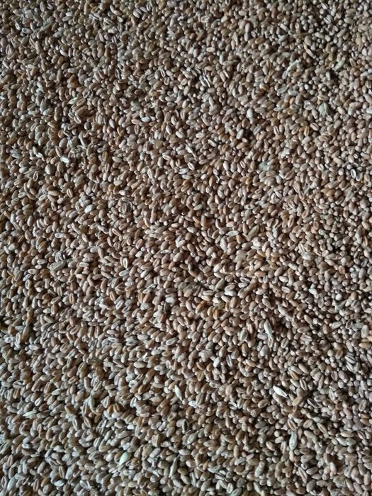 Sprzedam pszenicę ozimą.