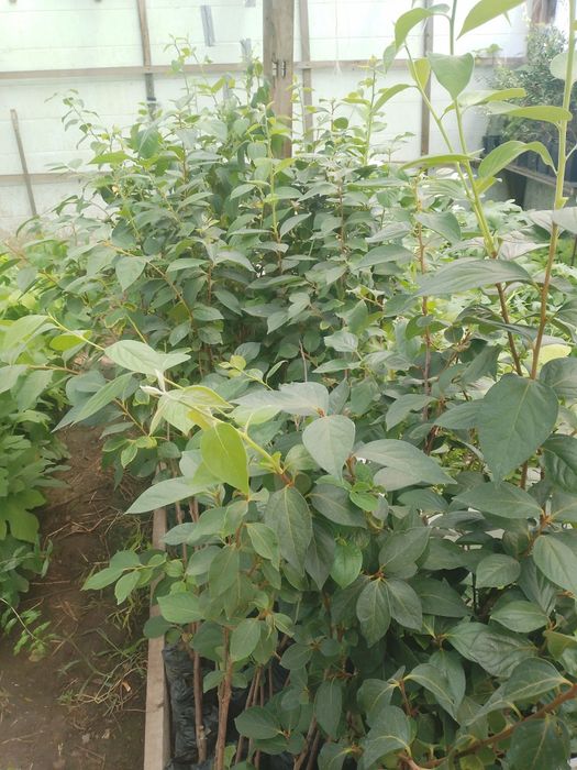 Продам саженцы хурмы а также есть плодовые деревья