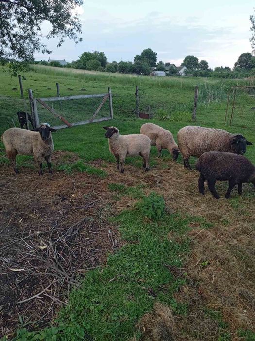 Вівці Суффолк молодняк