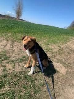 Forest do adopcji