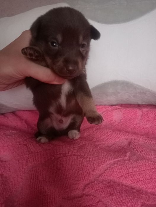 Цуценята від собачки середнього розміру