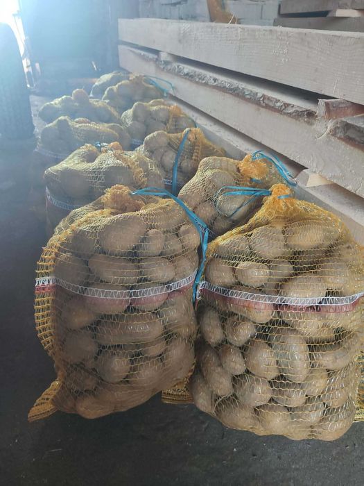 Ziemniaki ekologiczne 1zł/kg