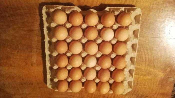 Jaja od zdrowo karmionych kur z wolnego wybiegu