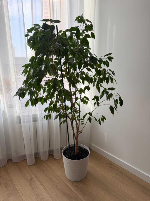 Фікус Бенджаміна 155см