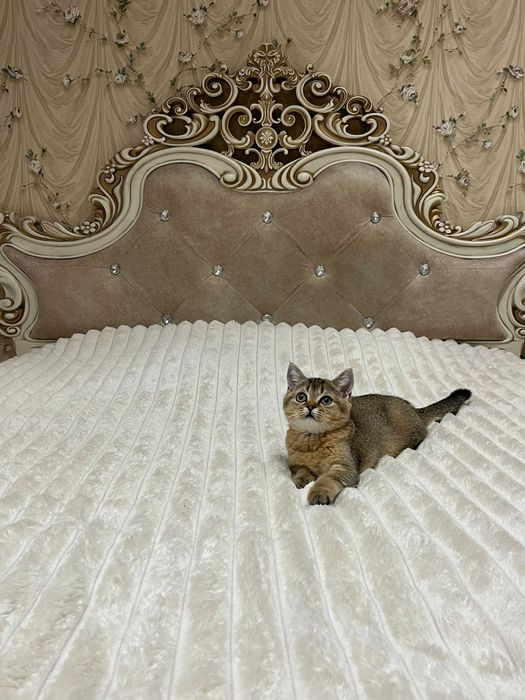 Кошенята Шотландської золотої шиншили. Золота шиншила.