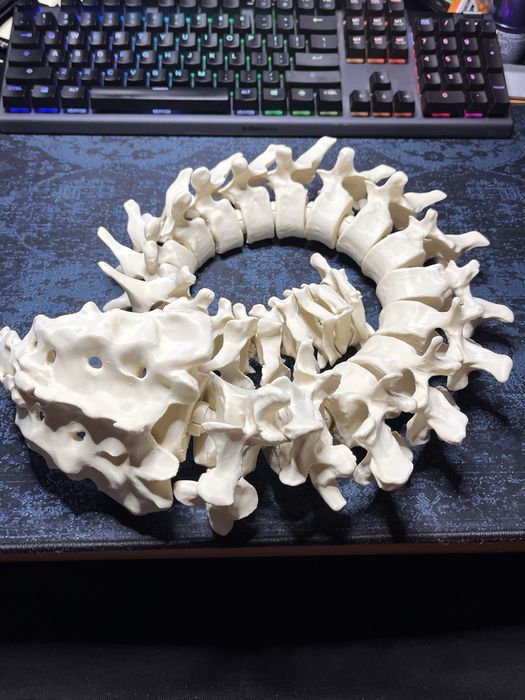 Anatomia model czaszki do nauki z druku 3D