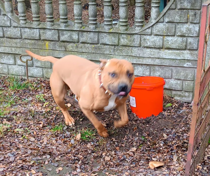 Amstaff "Rudek"szuka dobrego domu