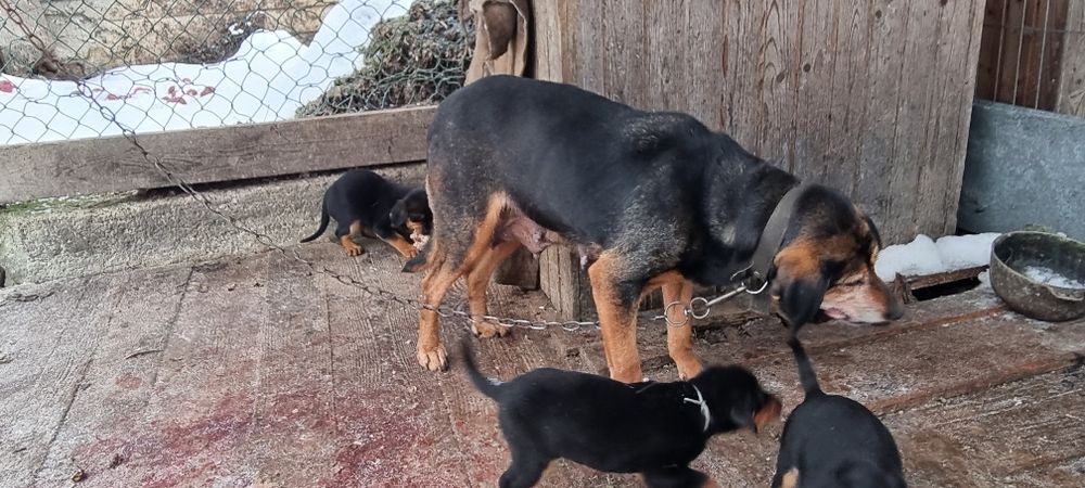 Карпатська гонча