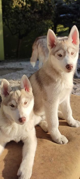 Piękne Siberian Husky  ZKwP po Grand Championach