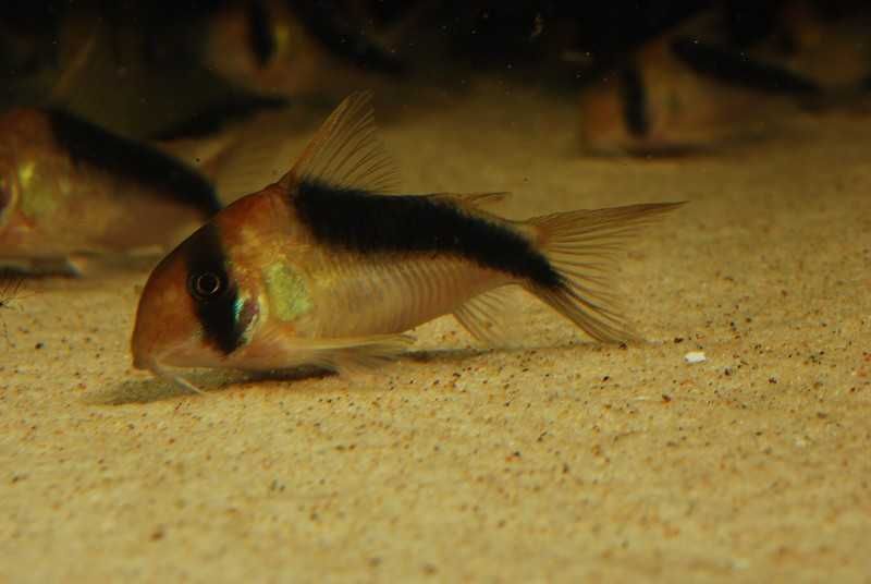 Kiryski CW106 Corydoras sp. 5-5,5cm WF odłów