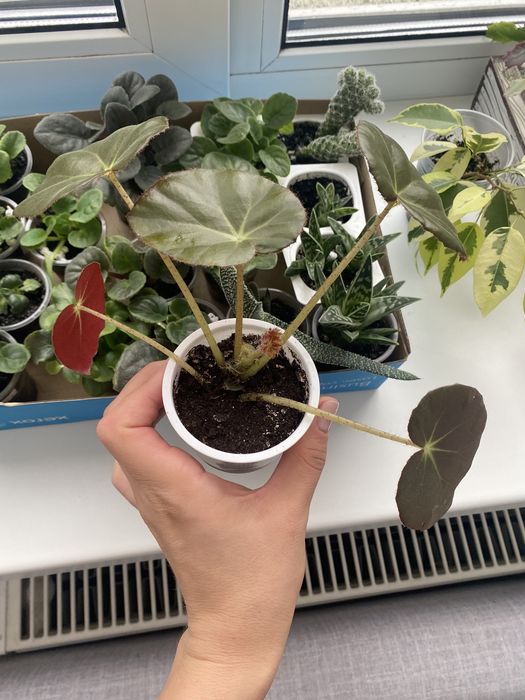 Бегонія з матовими листами