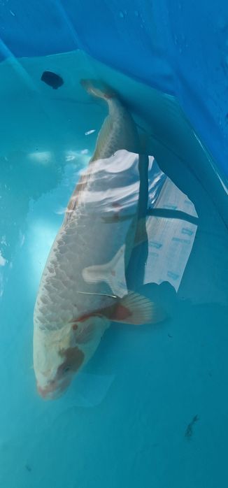 Carpa koi com 41cm
