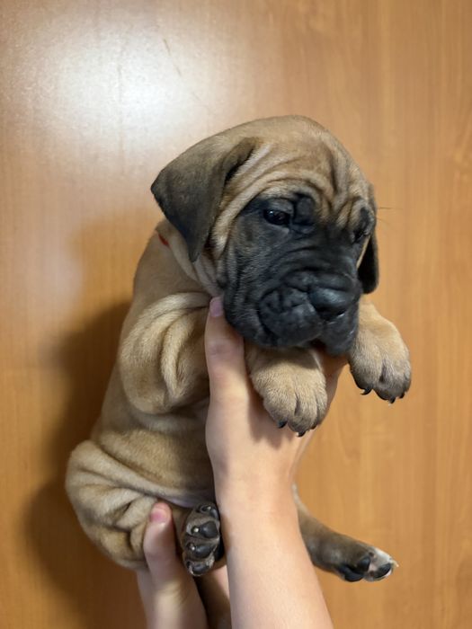 Szczenięta Cane Corso