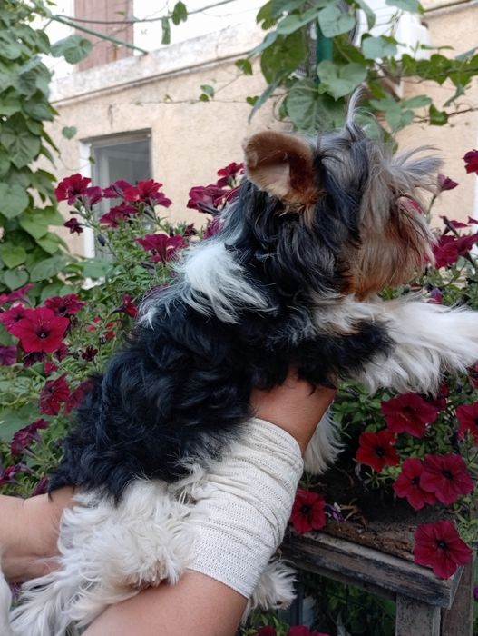 Бивер Йорк мальчик