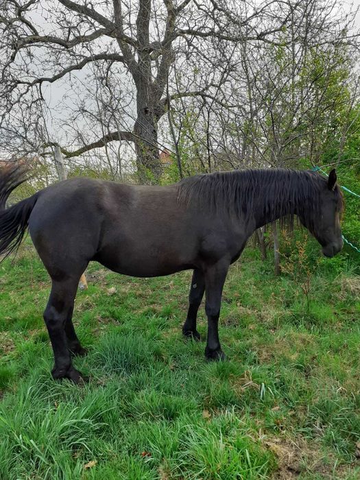 3-letnia klacz półfryzyjka na sprzedaż