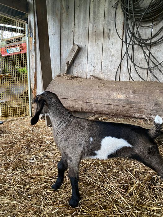 Cabritos Anglo Nubianos puros (para sair em Março)