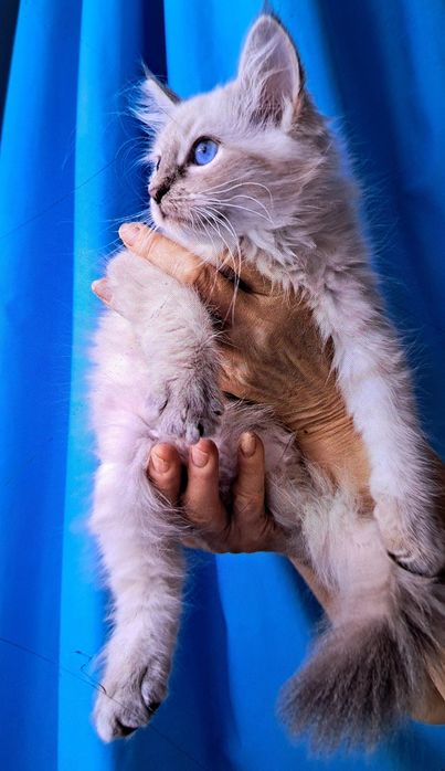 Kocurek syberyjski neva masquerade