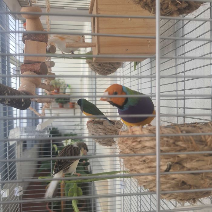 Vendo aves + gaiola grande e acessórios