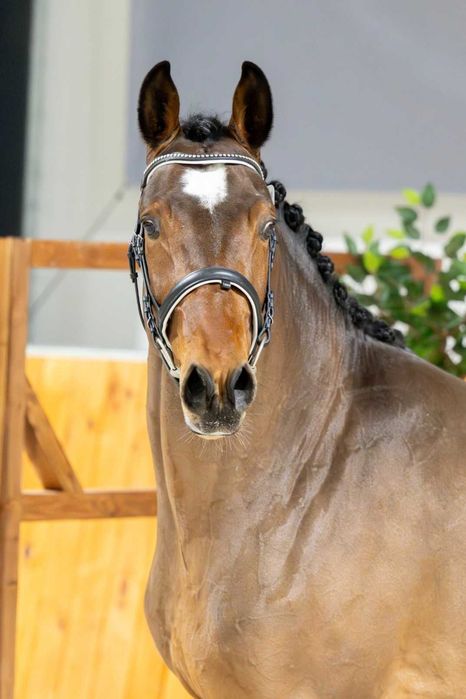 Ogier z licencją do sportu