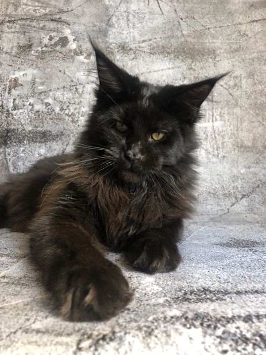 Кошеня Мейн Кун і дорослі кішки