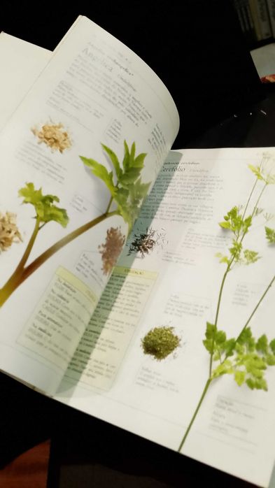 Plantas Aromáticas, Guia Prático - Lesley Bremness