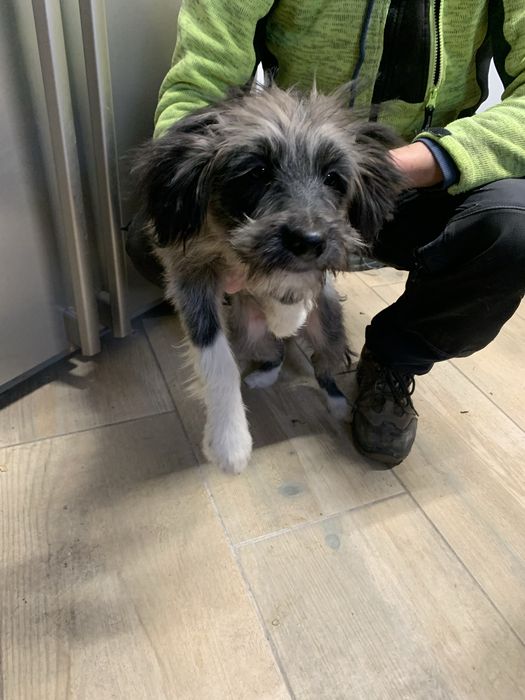 Oddam 4 miesięczne psy