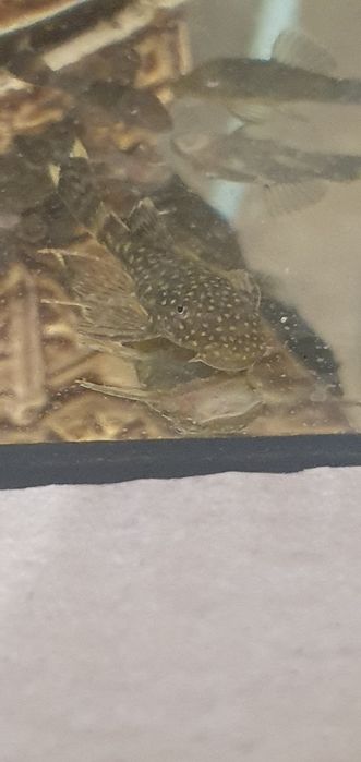 Zbrojnik (L144) Ancistrus Glonojad