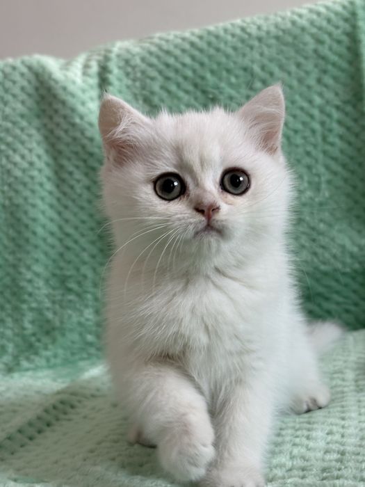 Kocur brytyjski ns11