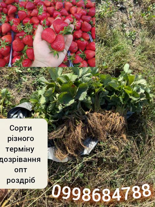 Сортова полуниця, саджанці