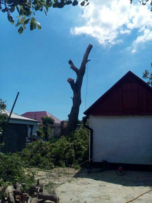 Спилить дерево в Одессе.Пользуйтесь услугами профессионалов.