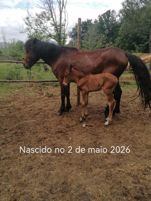 Poldro garrano com livro azul