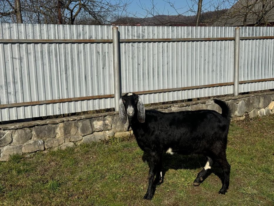 Англонубійські кози 100% чиста лінія