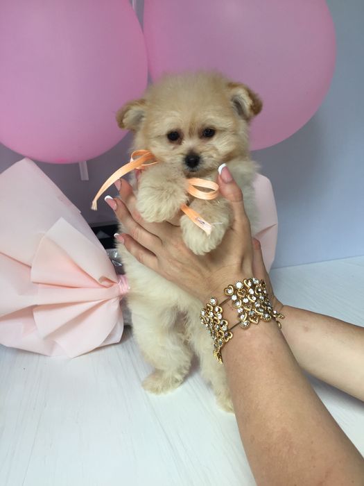 Помапу — Ці дівчатка змінять ваше життя