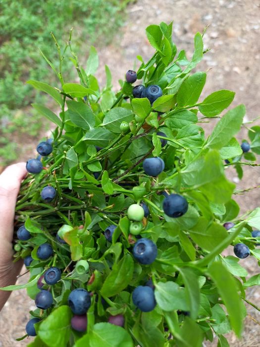 Продам чорницю свіжу.