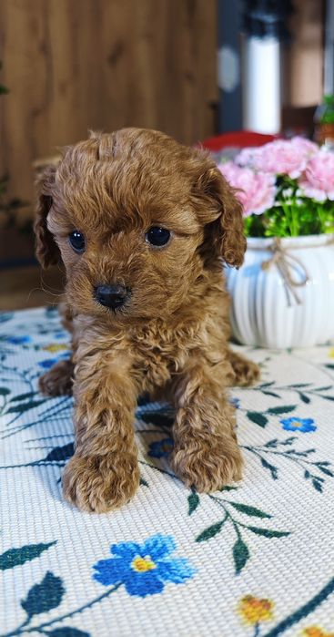 REZERWACJA**Cavapoo** cudowna dziewczynka !