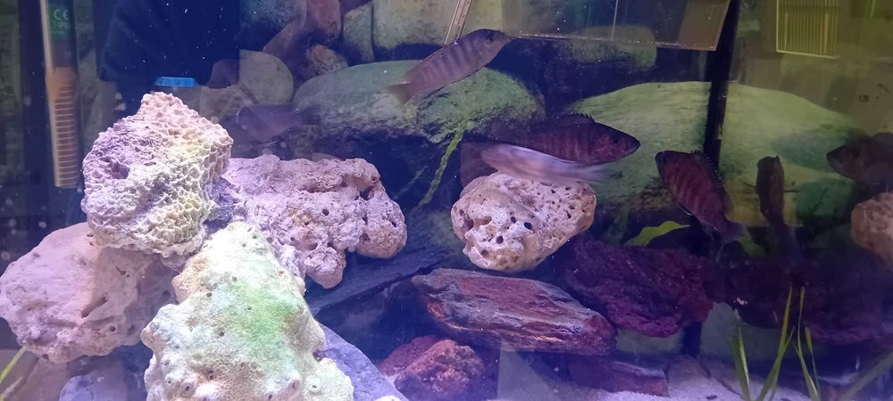 Vendo 5 Ciclideos do lago malawi