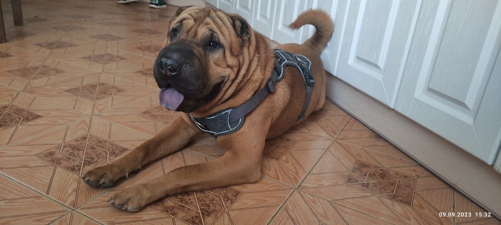 В'язка шарпей 2,5 роки